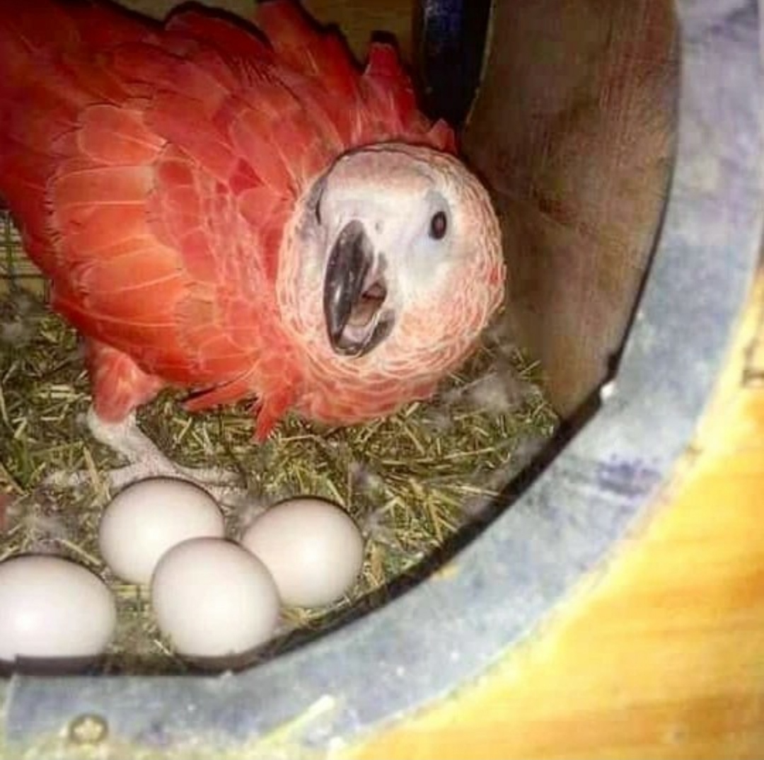 "Premium quality Red Factor African Grey Parrot Eggs for sale, guaranteed fertile and ideal for incubation. Perfect for bird enthusiasts and breeders seeking rare, exotic parrot species. Worldwide shipping available."