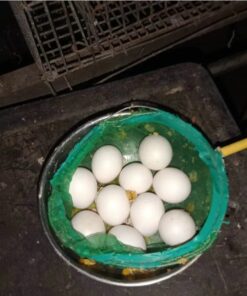 Spix Macaw Parrot Eggs