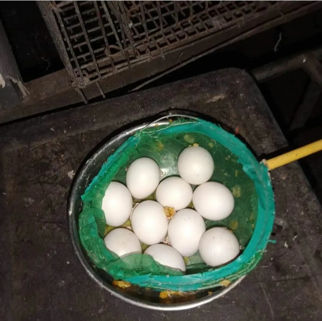 "Spix Macaw Parrot Eggs for Sale – Rare and Exotic, Available for Incubation or Breeding. Premium Quality, Handpicked for Healthy Hatchlings. Perfect for Parrot Enthusiasts and Breeders. Secure Shipping Worldwide."