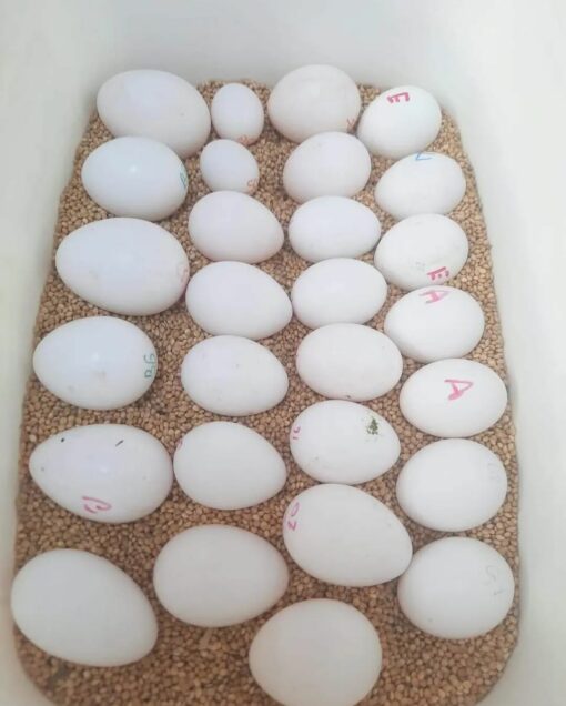 "Premium Hyacinth Macaw Parrot Eggs for Sale – Fertile, High Hatch Rate, Ideal for Breeding, Worldwide Shipping Available"