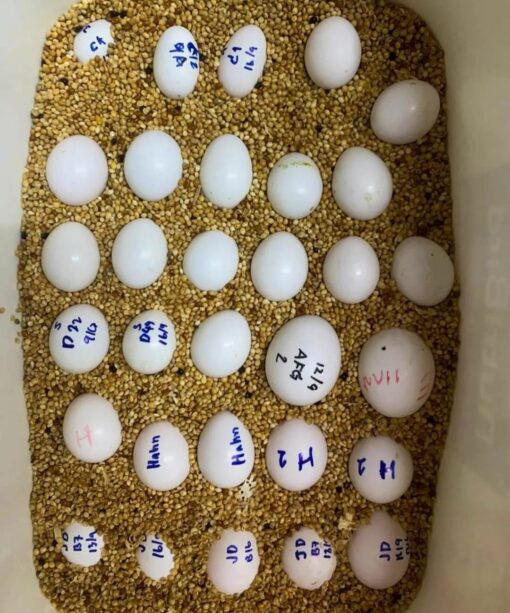 "Fertile Harlequin Macaw Parrot Eggs for Sale – Healthy, top-quality eggs ideal for breeding vibrant, intelligent, and exotic Harlequin Macaws. Safe worldwide shipping available."