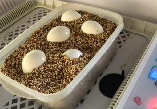 "Fertile parrot eggs carefully placed in a soft nesting material, ready for incubation."