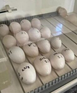 Sulphur Crested Cockatoo Parrot Eggs