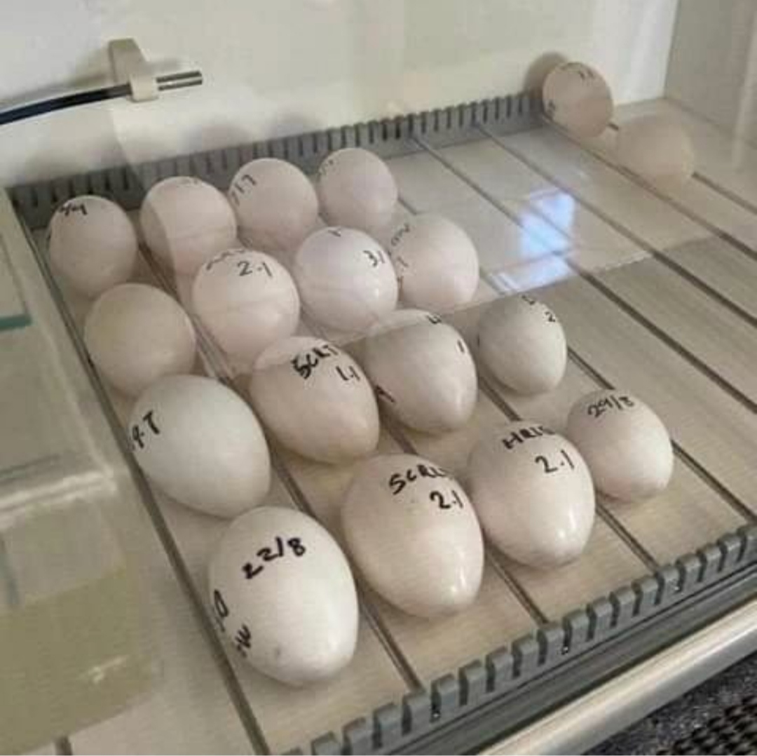 "Fresh Sulphur Crested Cockatoo Parrot eggs for sale, high-quality and fertile, ideal for hatching in incubators. Premium exotic bird eggs from a trusted farm, perfect for breeding Sulphur Crested Cockatoos. Available for delivery worldwide, ensuring healthy hatchlings for your bird farm."