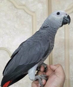 African Grey Parrot