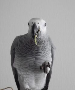 African Grey Parrot