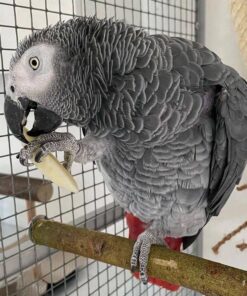 African Grey Parrot