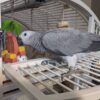 "An African Grey Parrot perched on a branch, showcasing its striking grey feathers and vibrant red tail."