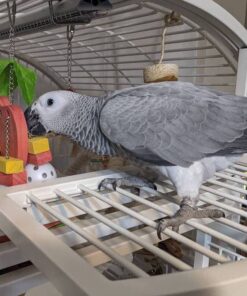 African Grey Parrot