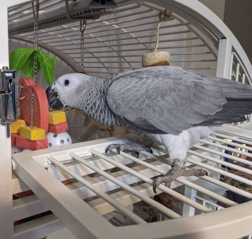 "An African Grey Parrot perched on a branch, showcasing its striking grey feathers and vibrant red tail."