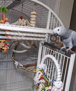 African Grey Parrot