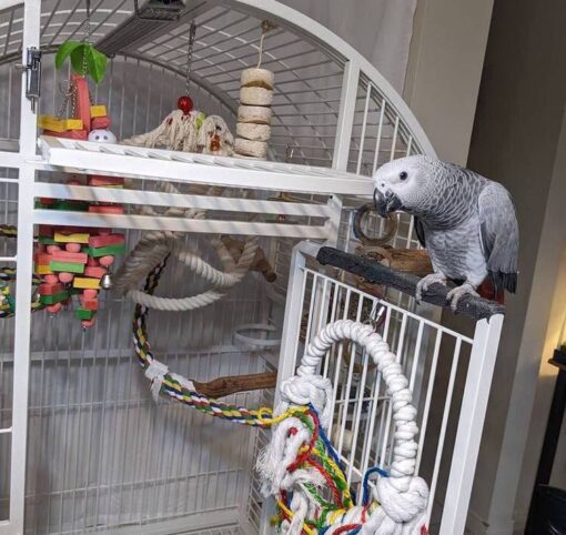 African Grey Parrot - Image 2