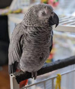 African Grey Parrot