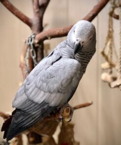 African Grey Parrot