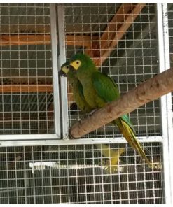 Red Bellied Macaw For Sale