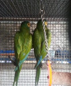 Red Bellied Macaw Parrots