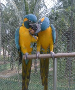 Blue-throated Macaw Parrots For Sale