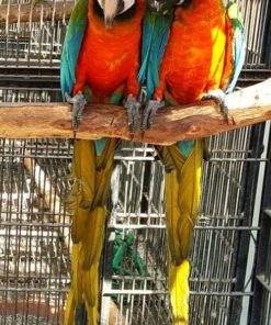 Harlequin Macaw Parrots