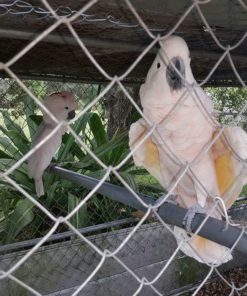 Moluccan Cockatoo Parrots