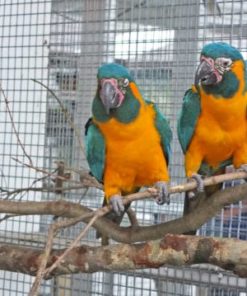 Blue-throated Macaw Parrots