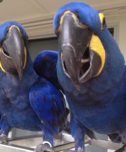 Hyacinth Macaw Parrots
