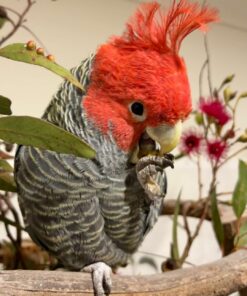 Gang Gang Cockatoo Parrots