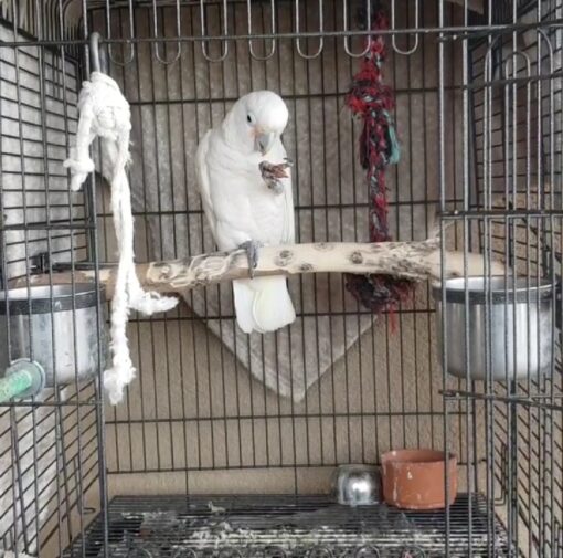 Goffin’s Cockatoo Parrots - Image 4