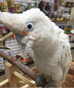 Goffin’s Cockatoo Parrots