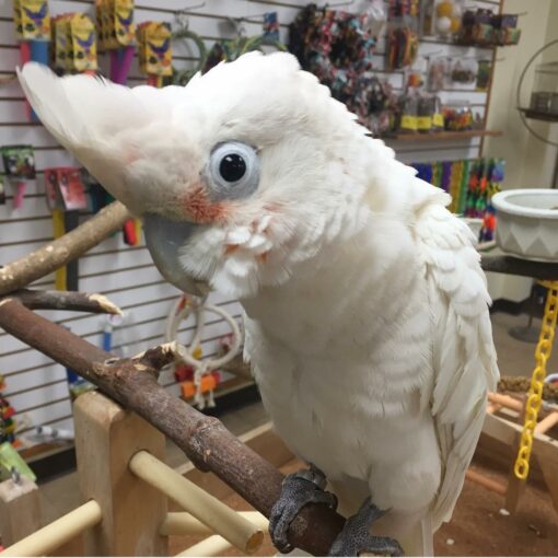"Vibrant Goffin’s Cockatoo Parrots perched on a branch, showcasing their beautiful white feathers and playful personalities. These intelligent and social birds are known for their affectionate nature and are popular as exotic pets. Perfect for bird enthusiasts and avian lovers looking to learn more about Goffin’s Cockatoos."