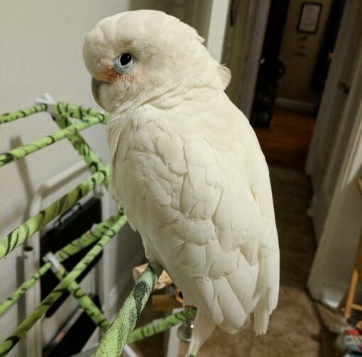 Goffin’s Cockatoo Parrots - Image 3