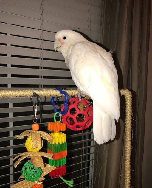 Goffin’s Cockatoo Parrots - Image 2