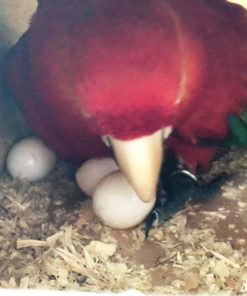 Green Wings Macaw Eggs