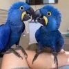 Hyacinth Macaw Parrots - Image 3