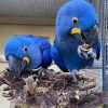 Hyacinth Macaw Parrots - Image 4