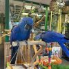 Hyacinth Macaw Parrots - Image 2