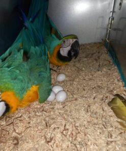 Blue & Gold Macaw Parrot Eggs