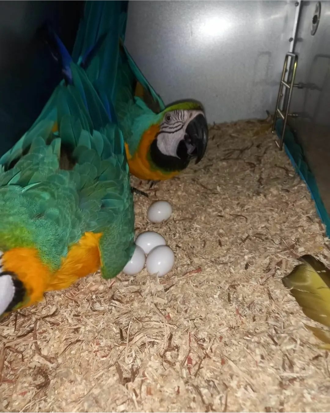 "Fertile parrot eggs carefully placed in a soft nesting material, ready for incubation."