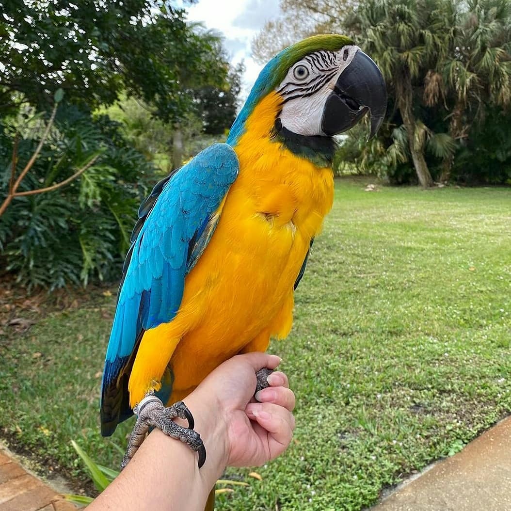 "Vibrant Blue and Gold Macaw Parrots perched on a branch, showcasing their stunning plumage and playful demeanor, ideal for exotic bird enthusiasts and pet lovers. Learn more about these intelligent and colorful parrots that make wonderful companions."