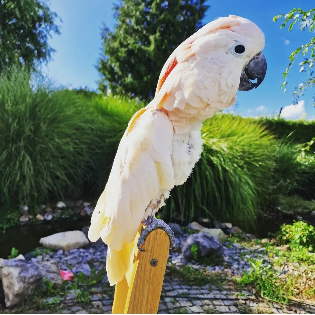 "Stunning Moluccan Cockatoo parrots with vibrant pink and white plumage, known for their playful personalities and intelligence. These exotic birds are popular as pets and are native to the tropical forests of Indonesia. Captured in a lush green environment, showcasing their beautiful crest and expressive eyes."