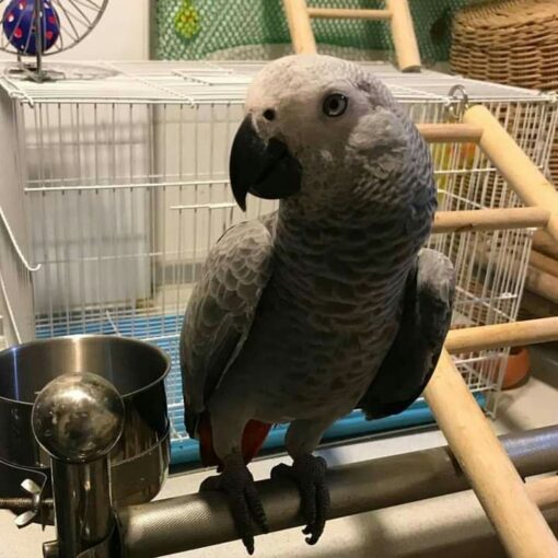 Congo African Grey Parrot - Image 4