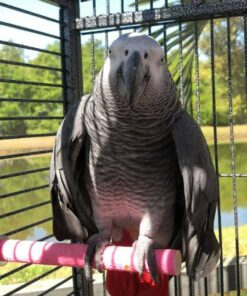 Congo African Grey Parrot