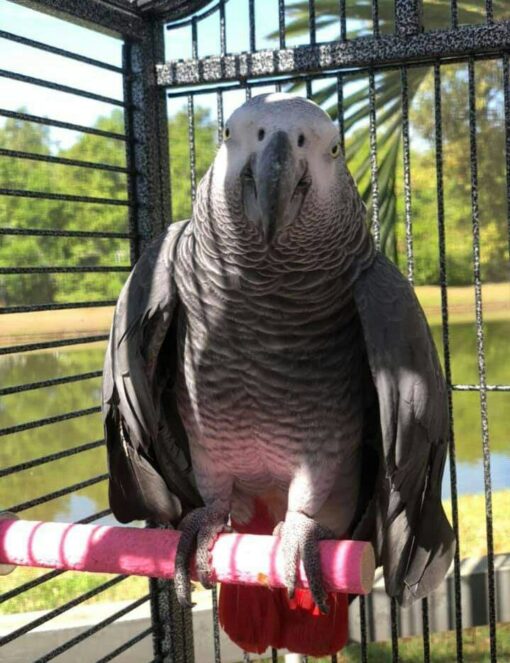 Congo African Grey Parrot - Image 2