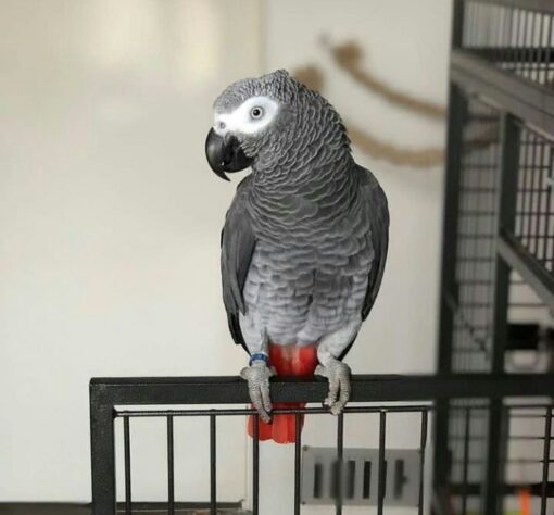 Congo African Grey Parrot - Image 3
