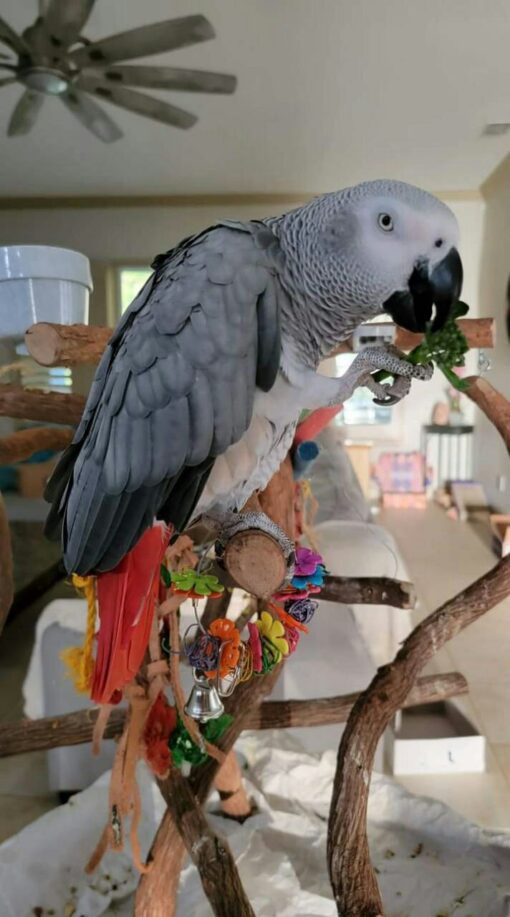 African Grey Parrot - Image 3