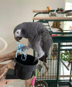 Timneh African Grey Parrot