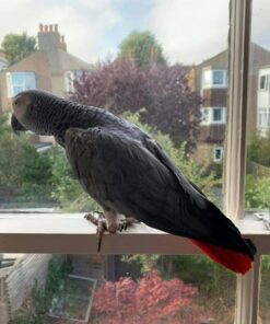 African Grey Parrot