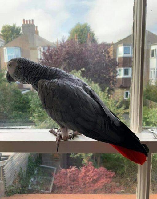 African Grey Parrot - Image 2