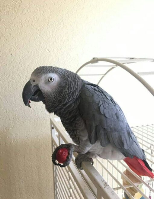 African Grey Parrot - Image 3