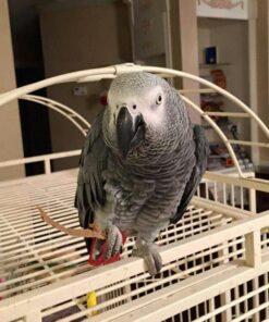 Congo African Grey Parrot