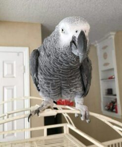 African Grey Parrot